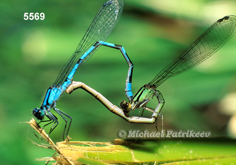 Northern Bluet (Enallagma annexum)